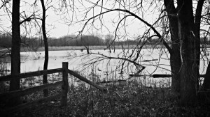 Swampland B&W