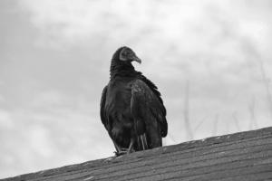 Black Vulture