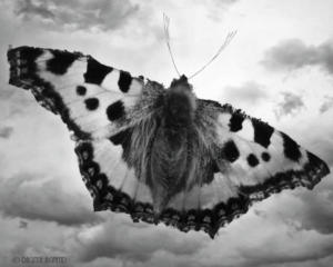 Butterflying!