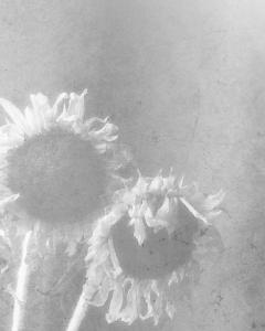 Sunflower-bw-3-1