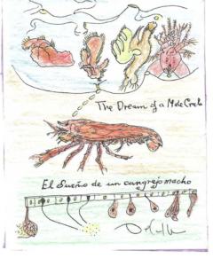 THE-DREAM-OF-A-MALE-CRAB-(1)-1