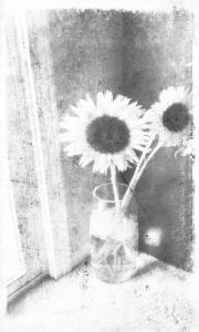 sunflower-bw-2-1